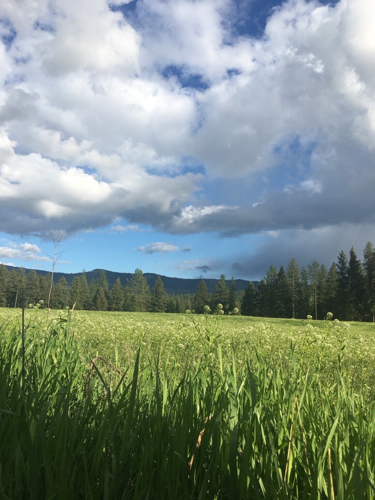 The homestead at Huckleberry View Farms