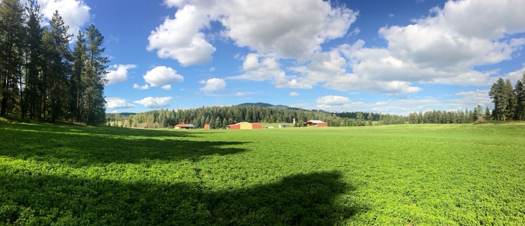 Forested hills and mountain pasture in the Selkirk range