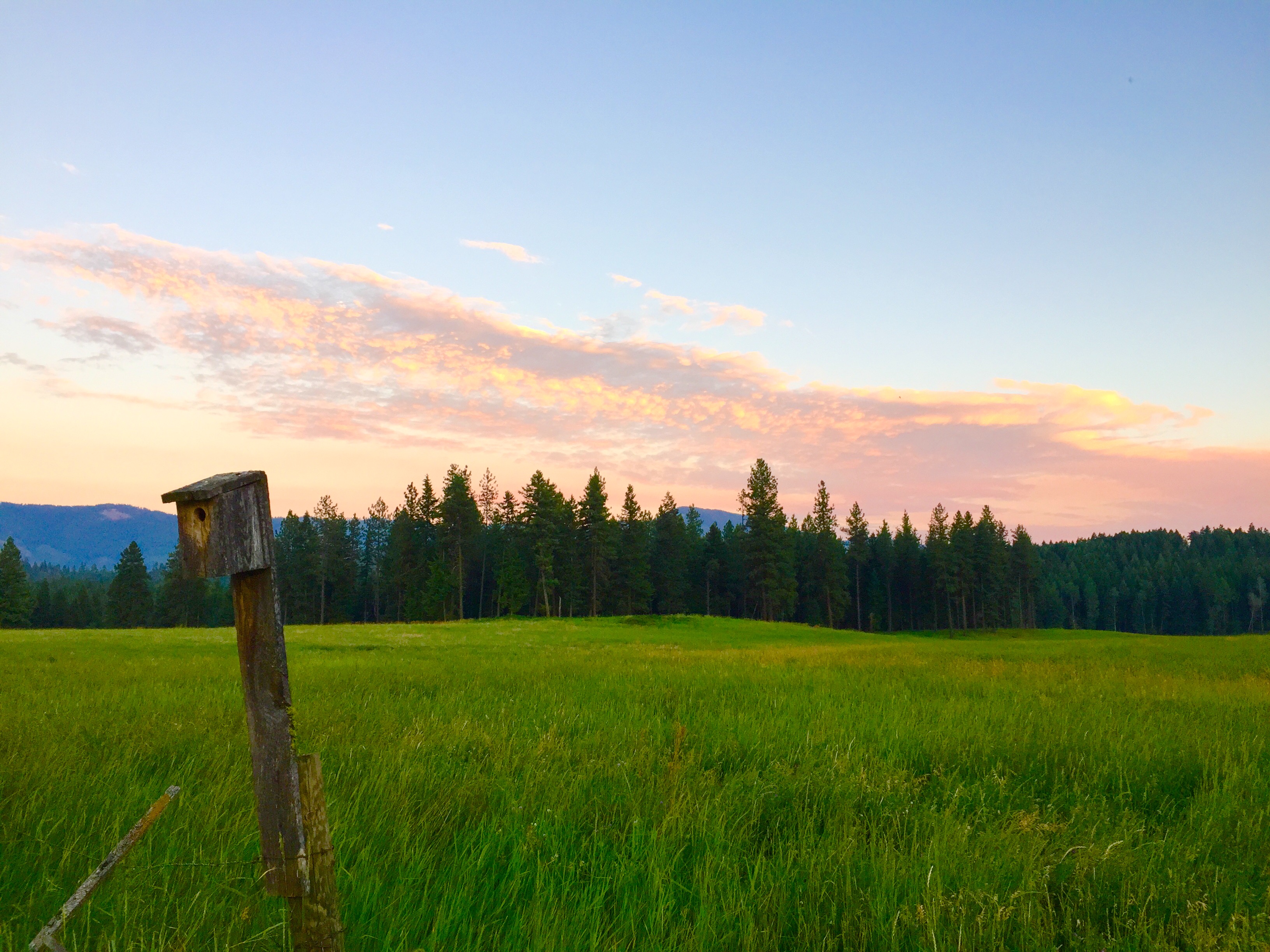 Forested hills and mountain pasture in the Selkirk range