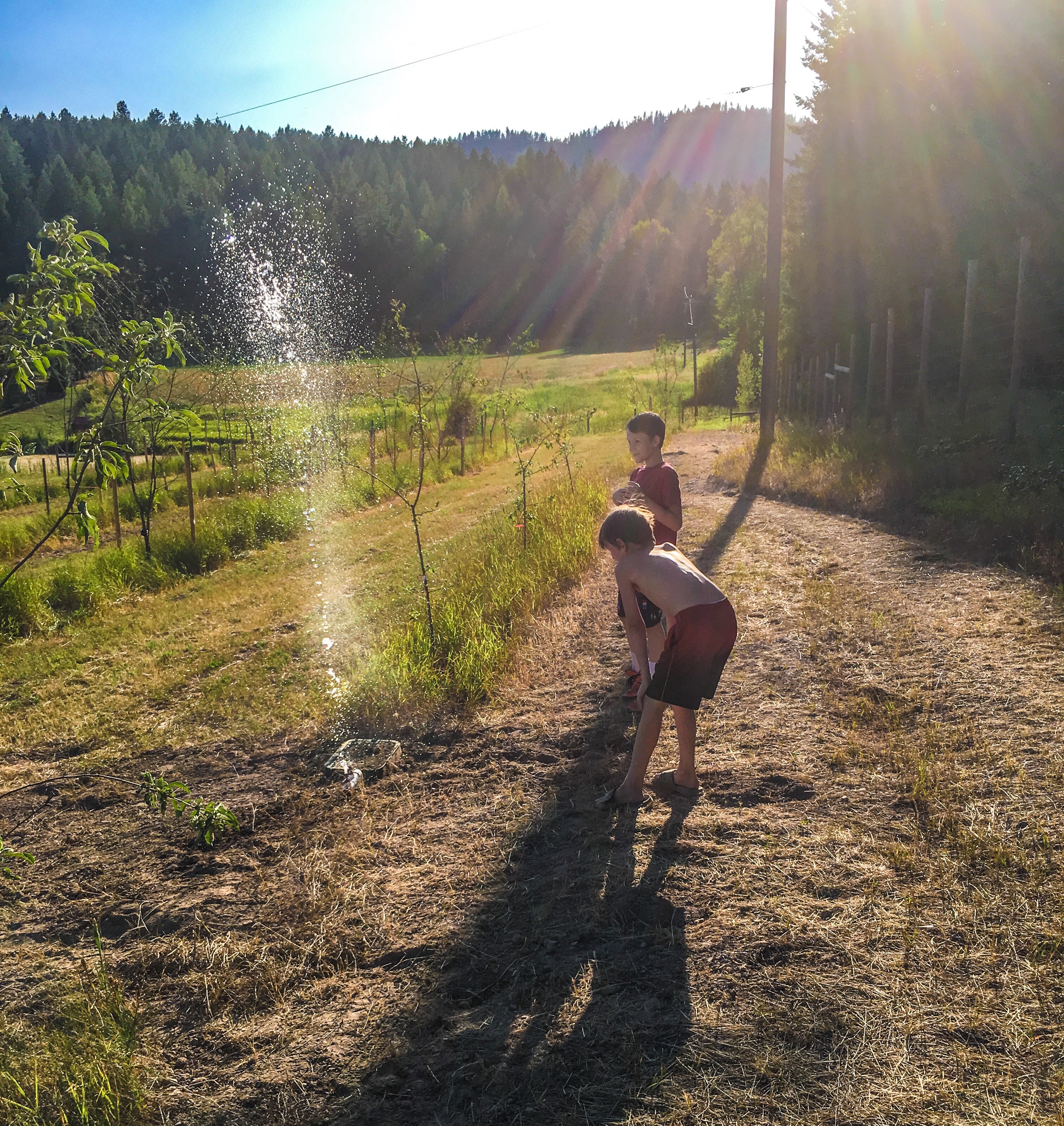The boys walking through the orchard