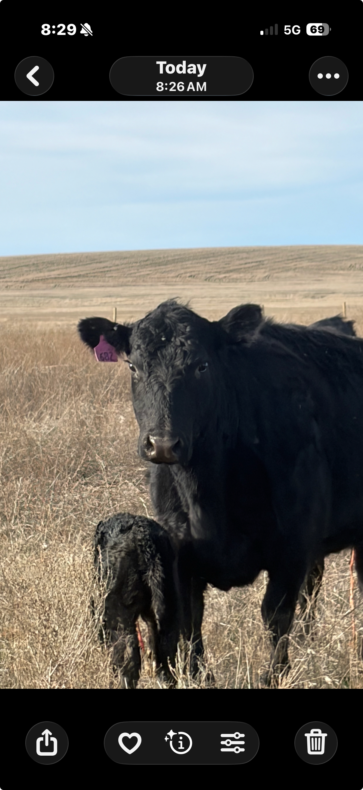 Young calf at Huckleberry View Farms